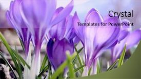  Presentation with forest patches in africa - Amazing slides having lila - crocus near the forest backdrop and a  colored foreground