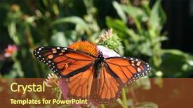  Presentation with purple floral - Beautiful presentation theme featuring floral purple free - monarch butterfly backdrop and a tawny brown colored foreground