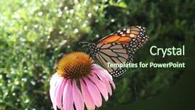  Presentation with monarch butterfly - PPT layouts enhanced with monarch butterfly background and a tawny brown colored foreground
