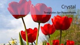  Presentation with tulips - Beautiful slides featuring free season greeting holiday - red tulips in nice day backdrop and a light blue colored foreground