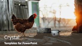  Presentation with rural - Theme featuring free-range-brown-chicken background and a tawny brown colored foreground