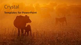  Presentation with cattle - Cool new PPT theme with free-range-cattle-including-cows backdrop and a gold colored foreground