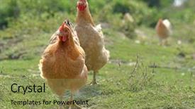  Presentation with chicken - Presentation design with free range chicken walking background and a seafoam green colored foreground
