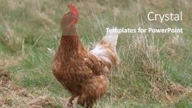  Presentation with chicken - Audience pleasing slide set consisting of free-range chicken backdrop and a gray colored foreground