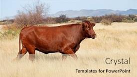  Presentation with south africa - Presentation theme with free-range-cow-walking background and a lemonade colored foreground