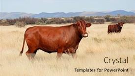  Presentation with south africa - Slide deck consisting of free-range-cow-walking background and a lemonade colored foreground