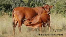 Presentation with rural - PPT theme featuring free-range-cow-with-suckling background and a coral colored foreground