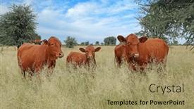  Presentation with rural - Presentation design having free-range-cows-in-native background and a  colored foreground