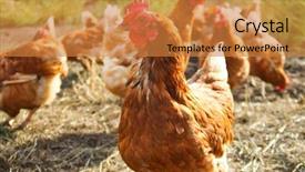  Presentation with organic - PPT theme with free range foraging chicken background and a gold colored foreground
