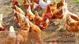  Presentation with organic - Colorful PPT theme enhanced with free range foraging chicken backdrop and a red colored foreground