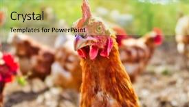  Presentation with organic - Presentation having free range foraging chicken background and a yellow colored foreground
