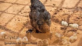  Presentation with hen - Cool new slides with free-range-hen-and-baby backdrop and a gold colored foreground