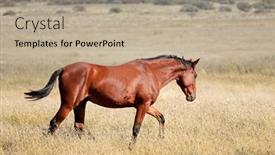  Presentation with south africa - Presentation theme featuring free-range-horse-walking background and a coral colored foreground