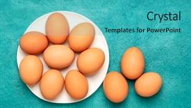  Presentation with brown and white - Presentation theme with free-range large brown chicken background and a teal colored foreground