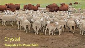  Presentation with cattle - Audience pleasing presentation consisting of free-range-merino-sheep backdrop and a tawny brown colored foreground