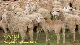  Presentation with rural - PPT theme enhanced with free-range-merino-sheep background and a tawny brown colored foreground