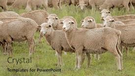  Presentation with rural - Presentation featuring free-range-merino-sheep background and a yellow colored foreground