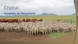  Presentation with cattle - Slide deck consisting of free-range-merino-sheep background and a sky blue colored foreground