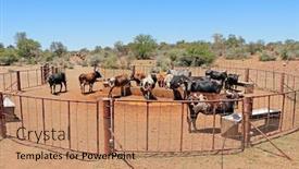  Presentation with cattle - Beautiful slide deck featuring free-range-nguni-cattle-gathering backdrop and a coral colored foreground