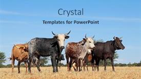  Presentation with cattle - Audience pleasing PPT theme consisting of free-range-nguni-cattle backdrop and a light blue colored foreground