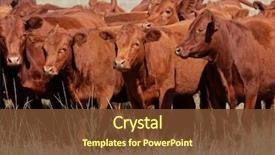  Presentation with pasture - Beautiful PPT layouts featuring free-range red angus cattle backdrop and a tawny brown colored foreground