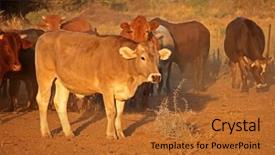  Presentation with free cat - Amazing presentation design having late afternoon light southern africa backdrop and a red colored foreground