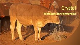  Presentation with cattle - Slide deck with late afternoon light southern africa background and a tawny brown colored foreground