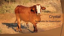  Presentation with free aging - PPT layouts having free ranging cow in late background and a  colored foreground