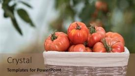  Presentation with tomato - Slide set with free-red-vegetables-of-tomato background and a coral colored foreground