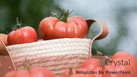  Presentation with tomato - PPT layouts with free-red-vegetables-of-tomato background and a coral colored foreground