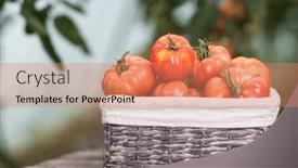  Presentation with tomato - Presentation theme featuring free-red-vegetables-of-tomato background and a coral colored foreground
