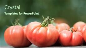  Presentation with tomato - Presentation theme enhanced with free-red-vegetables-of-tomato background and a tawny brown colored foreground