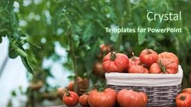  Presentation with tomato - PPT theme enhanced with free-red-vegetables-of-tomato background and a forest green colored foreground