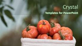  Presentation with tomato - PPT layouts with free-red-vegetables-of-tomato background and a tawny brown colored foreground