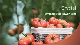  Presentation with tomato - Presentation theme consisting of free-red-vegetables-of-tomato background and a tawny brown colored foreground