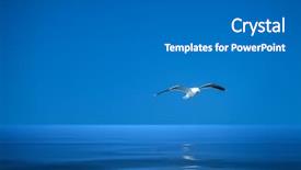  Presentation with seagull - Colorful slide set enhanced with free reflection - image of a seagull backdrop and a gray colored foreground
