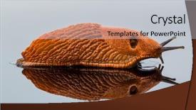  Presentation with reflection - Presentation theme having free reflection - slug crawling around it is background and a light gray colored foreground