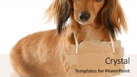  Presentation with dachshund - Cool new presentation theme with free running - long haired miniature dachshund wearing backdrop and a coral colored foreground