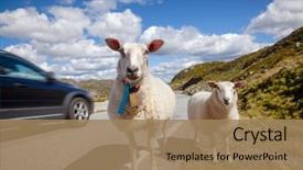  Presentation with scandinavia - Cool new PPT theme with free safety - rree range sheep and lamb backdrop and a coral colored foreground