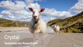  Presentation with hazard - Amazing presentation theme having free safety - rree range sheep and lamb backdrop and a gray colored foreground