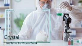  Presentation with lab animal - PPT layouts consisting of free safety - scientist doing animal experiment background and a lemonade colored foreground