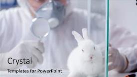  Presentation with lab animal - PPT theme having free safety - scientist doing animal experiment background and a light gray colored foreground