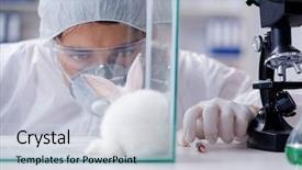  Presentation with lab animal - Slide deck with free safety - scientist doing animal experiment background and a lemonade colored foreground