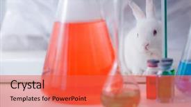  Presentation with rabbit - PPT layouts enhanced with free safety - white rabbit in scientific lab background and a red colored foreground