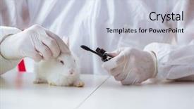  Presentation with lab safety - PPT layouts with free safety - white rabbit in scientific lab background and a lemonade colored foreground