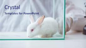  Presentation with lab safety - Amazing presentation design having free safety - white rabbit in scientific lab backdrop and a lemonade colored foreground