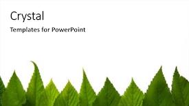  Presentation with green leaves - Audience pleasing PPT layouts consisting of free season greeting holiday - green leaves isolated on white backdrop and a white colored foreground