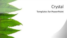  Presentation with green leaves - Cool new theme with free season greeting holiday - green leaves isolated on white backdrop and a white colored foreground