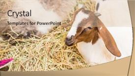  Presentation with sheep and goat - Audience pleasing PPT theme consisting of free sheep - goat eating grass backdrop and a  colored foreground