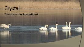  Presentation with insect - Slide deck featuring free swan - insect world background and a coral colored foreground